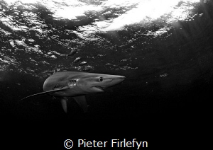 Blue shark by Pieter Firlefyn 